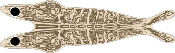 Pro 3D Shrimp Shell  ( pack 14)